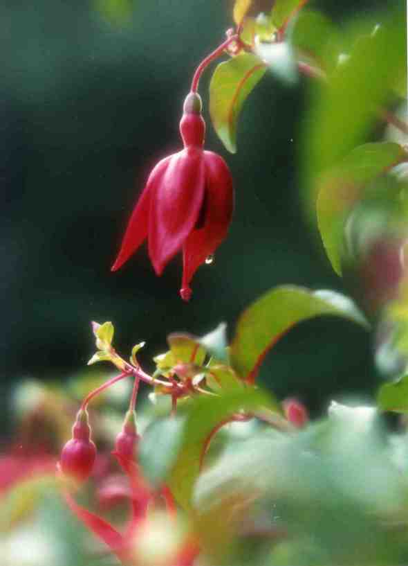 Fuchsia-Dew
