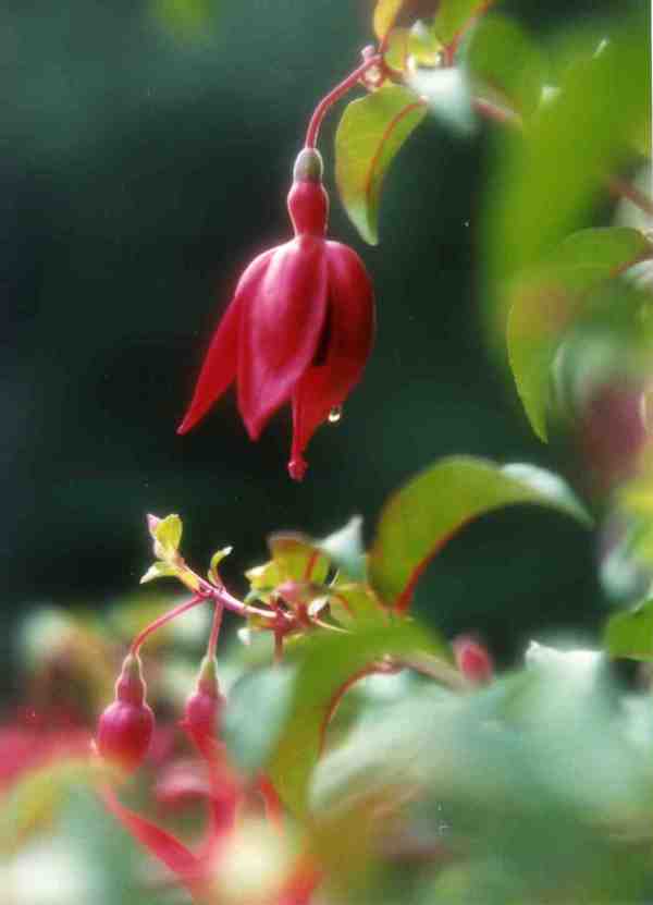 Fuchsia-Dew