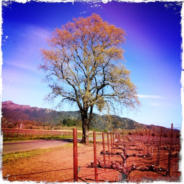 Lone Tree