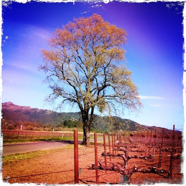 Lone Tree