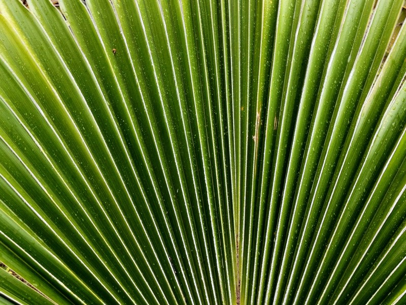 Palmetto