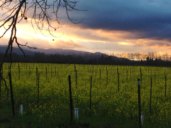 Vineyard at Sunset