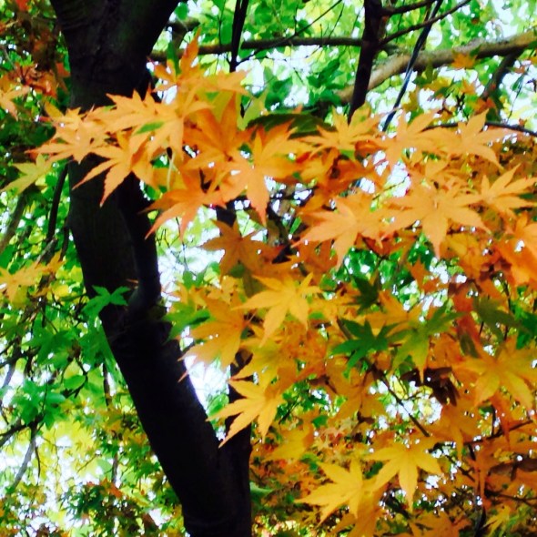 20131110-224821.jpg