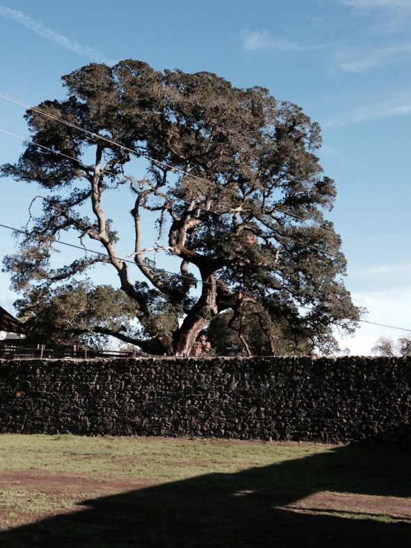 Oak just outside walls of abandoned winery...
